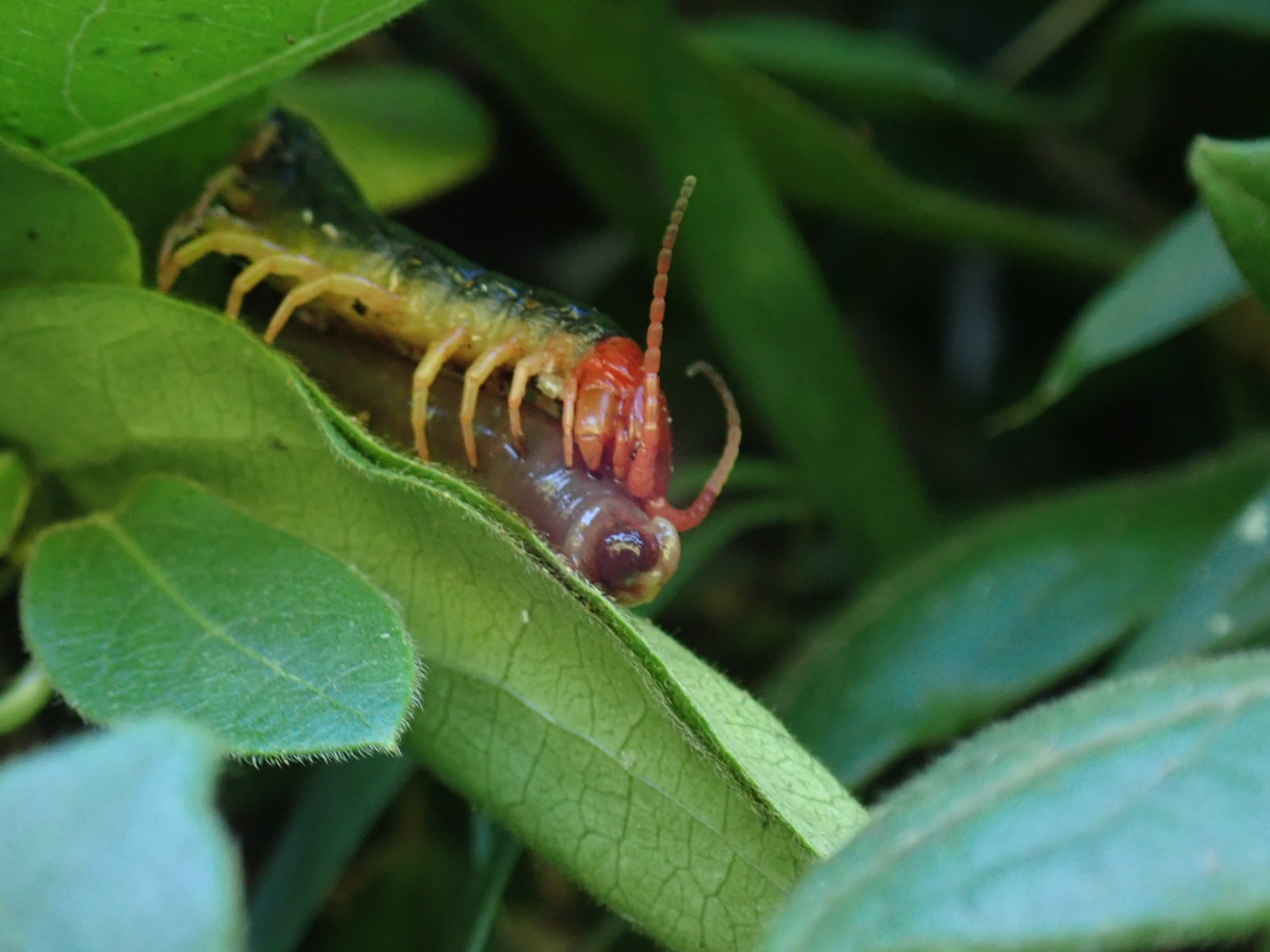 8月の川名緑地から ふじさわ自然通信