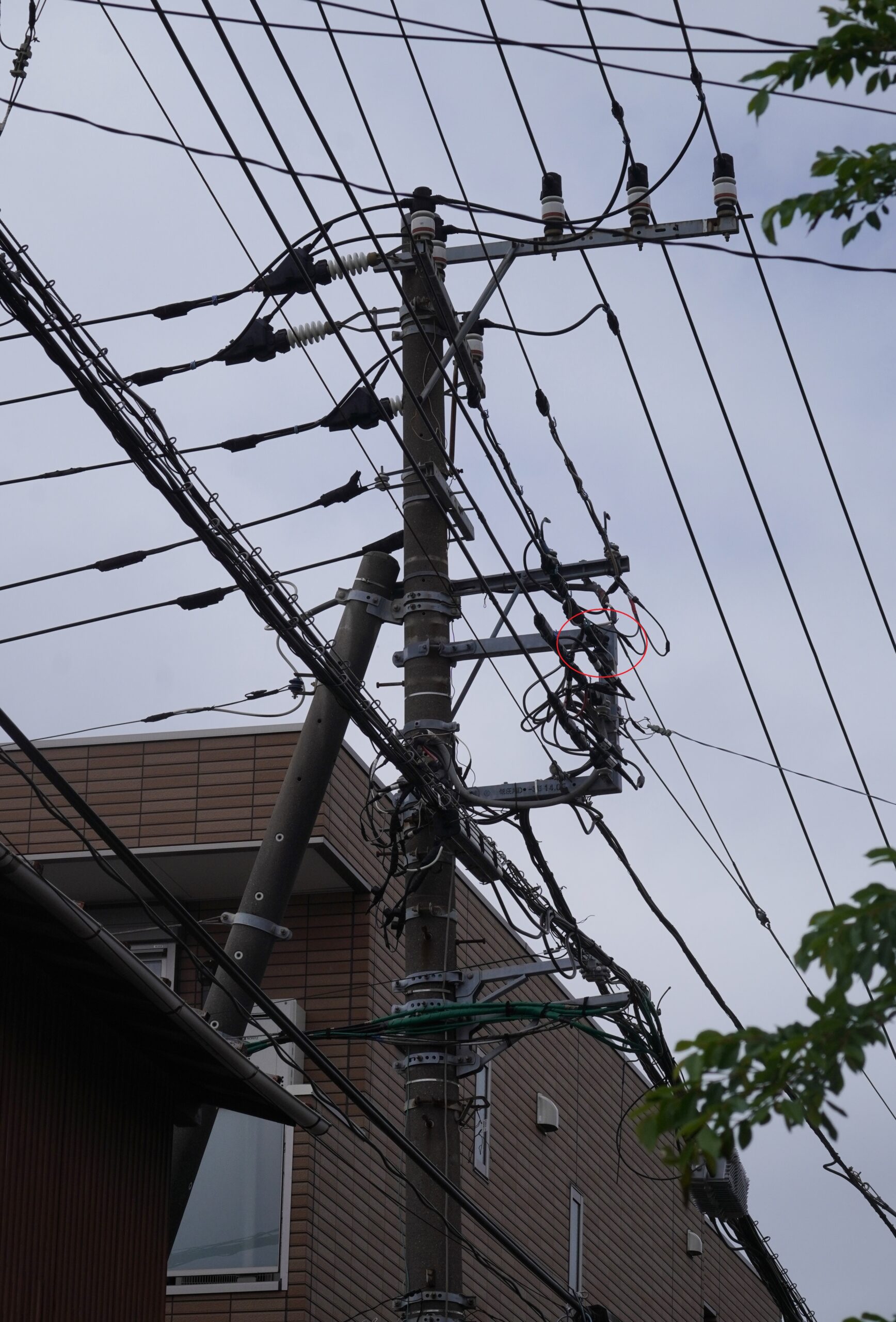 5月8日電信柱にシジュウカラの巣が | ふじさわ自然通信